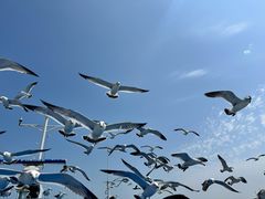 -海驴岛(荣成市)