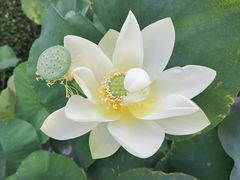 -莲花池公园