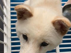 -熊小胖宠物生活馆(天华园店)