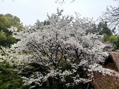 -中国茶叶博物馆(双峰馆区)