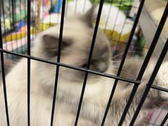 -樱桃家的宠物店(君安花园店)