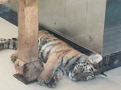 -大连森林动物园