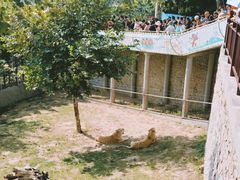 -西霞口神雕山野生动物世界