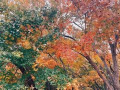 -北京西山国家森林公园