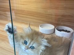 -猫十亿·布偶金渐层·曼基康矮脚猫舍(青年路店)