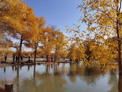 -金塔沙漠胡杨林景区