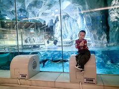 -帝企鹅自助餐厅•儿童岛•真企鹅(长隆企鹅酒店)