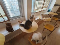 -Let's go狗咖·猫咖·奶狗·桌游(春熙路IFS店)