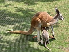 -西霞口神雕山野生动物世界