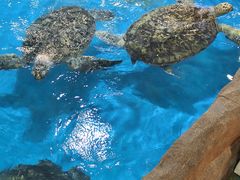 -芜湖新华联大白鲸海洋公园