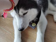 -Husky Go! 哈士奇体验馆·宠物咖啡厅狗咖