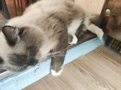 -楼上猫咖(罗湖店)