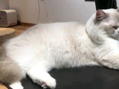 -瞄一喵猫咖(格力海岸店)