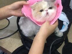 -伟伟宠物医院·CT影像中心·瑞派犬猫综合性门诊(汉口总院)