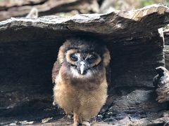 -普洱太阳河森林公园