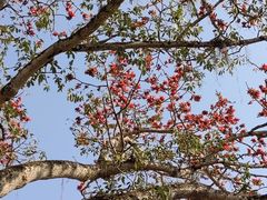 -西双版纳基诺山寨