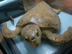 -陕西自然博物馆