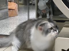 -momokira米努特·德文卷毛猫·棉花面纱犬