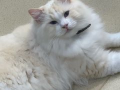 -藏猫猫咖啡主题馆(中央大道店)