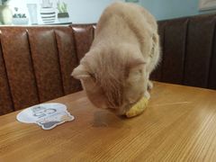 -猫小院猫主题餐厅(三里屯店)
