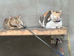 -Again Coffee Roaster(香蜜湖店)