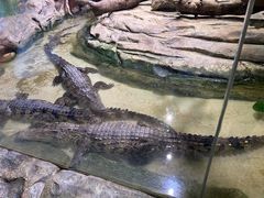 -正佳雨林生态植物园