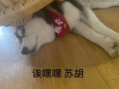 -Husky Go! 哈士奇体验馆·宠物咖啡厅狗咖