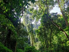 -西双版纳原始森林公园