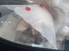 -天使宠物医院·犬猫分诊(彩虹店)