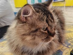 -平行世界·猫咖(首经贸店)