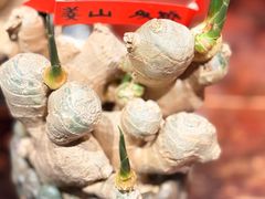 -懒人盐府人家(安贞店)