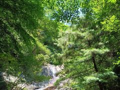 -王顺山国家森林公园