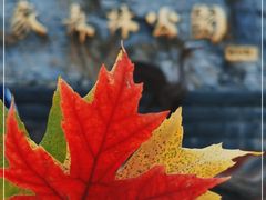 -北京西山国家森林公园