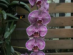 -东莞植物园