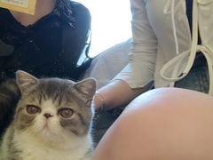 -滚猫咖啡·猫咖·猫友好撸猫(未来城店)