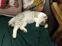 -more than meow吴止猫主题餐厅(承德 中船汇店)