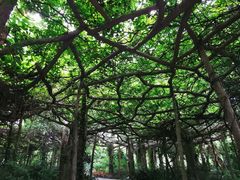 -广西壮族自治区药用植物园