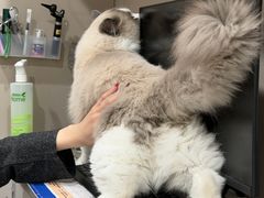 -四月宠物医院·猫专科·心脏专科·内科(转塘店)