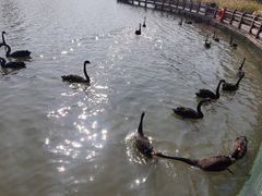 -五缘湾湿地公园