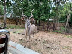 -清迈夜间动物园