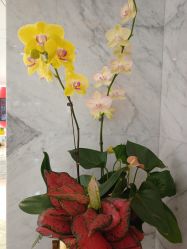 -广东韩妃整形外科医院