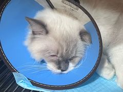 -米苏动物医院·犬猫专科·骨科外科内窥镜