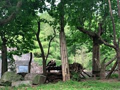 -都江堰中华大熊猫苑