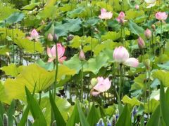 -渭南桃花源民俗文化园