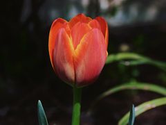 -陕西省西安植物园