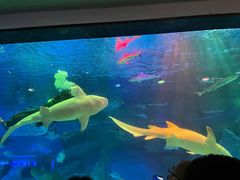 -海合安成都极地海洋公园