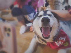 -Husky Go! 哈士奇体验馆·宠物咖啡厅狗咖