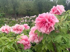 -圆明园遗址公园-藻园门售票处