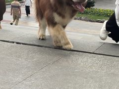 -观音桥步行街