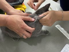 -爱侣宠医·鹦鹉专科·小型哺乳类·异宠专科(灵石路店)